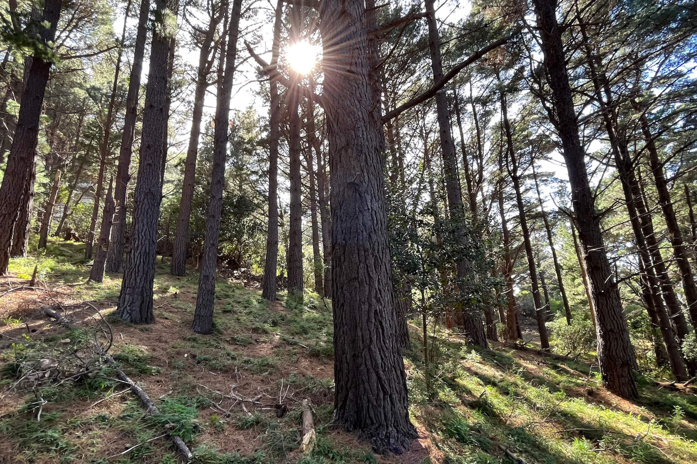 Ken Heights Top Forest 5