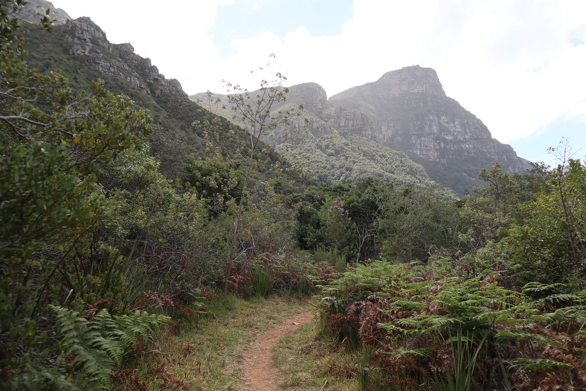 Kirstenbosch 6
