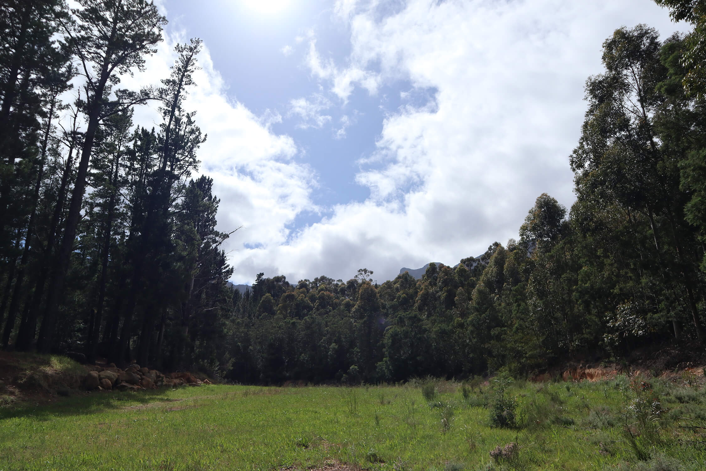 Lourenford Bluegum Dam Forest 1